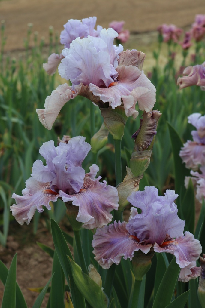 Paradise Sunset | Mid-America Garden
